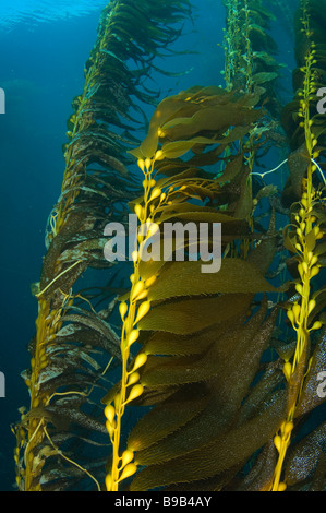 Giant Kelp forest Macrocystis pyrifera San Benito Island Baja California Mexico Stock Photo