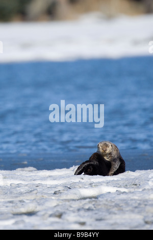 Sea otter Enhydra lutris on ice Kachemak Bay Homer Alaska Stock Photo