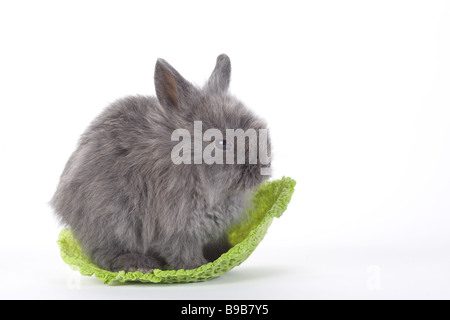 grey bunny in the cabbage isolated on white Stock Photo