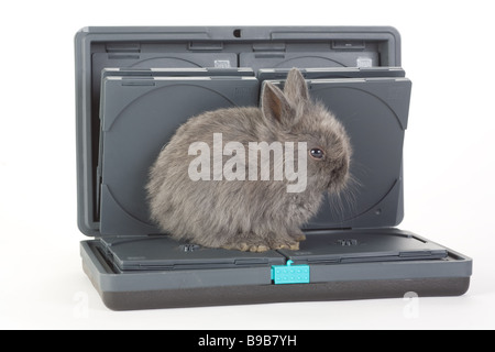 grey bunny in the dvd storage bag isolated on white Stock Photo