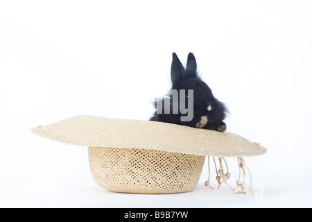 black bunny in the straw hat isolated on white Stock Photo