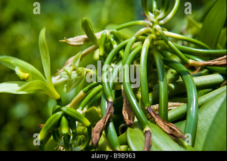 Bourbon vanilla beans on plant at vanilla farm La Réunion France | Vanille Schoten am Strauch Pflanze Stock Photo
