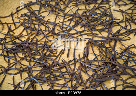 Drying of Bourbon vanilla, farm La Réunion France | Trocknen von Bourbon Vanille Stock Photo