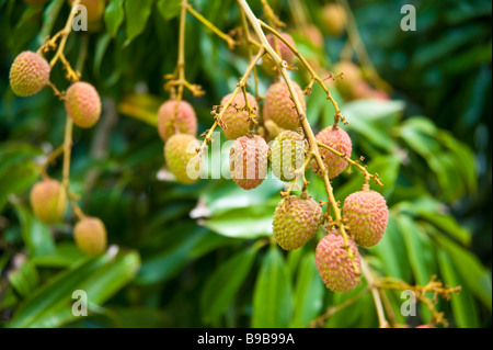 Ripe lychee's on tree | Reife Lichies am Baum Stock Photo