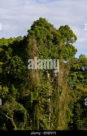 Looking out over the jungle canopy of Manuel Antonio National Park in Costa Rica. Stock Photo