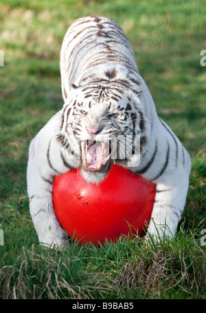 A male white tiger playing with a large red ball at the West Midland Safari Park Worcestershire England UK Stock Photo