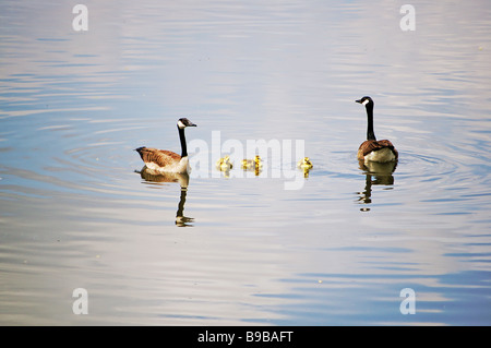 Canada geese (Branta Canadensis) family with three goslings Stock Photo