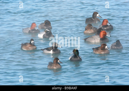 Small raft of Ring necked Redhead and Lesser Scaup Ducks on Lake Erie in winter Stock Photo