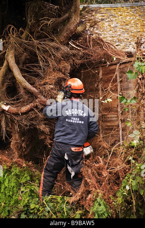 a tree surgeon chopping down a rotten tree Stock Photo - Alamy