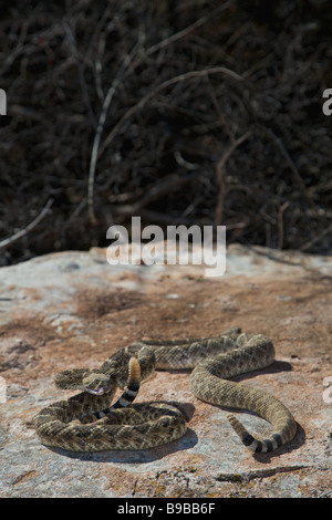 Two western diamondback rattlesnake sunning on a rock in the west Texas desert Stock Photo