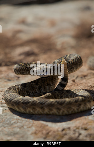 A western diamondback rattlesnake sunning on a rock in the west Texas desert prepares to strike Stock Photo