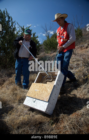 Snake hunters load a western diamondback rattlesnake into a capture box in Sweetwater Texas Stock Photo