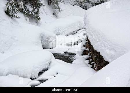 Hiawatha National Forest Upper Peninsula Michigan MI the snowy forest overhead pictures images large high resolution in USA US horizontal hi-res Stock Photo