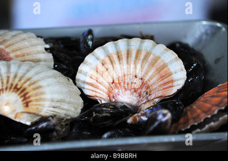 Scallop and mussel in shells on sale in a fishmongers Stock Photo