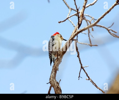 Red bellied Woodpecker Melanerpes carolinus Stock Photo