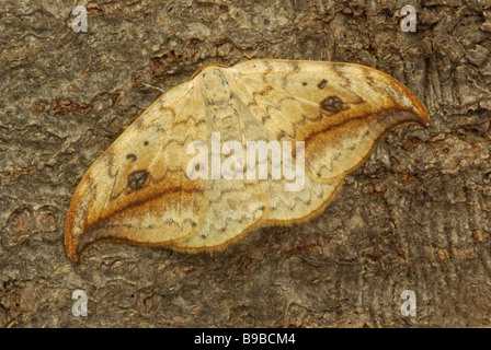 Pebble hook tip Drepana falcataria falcataria Stock Photo