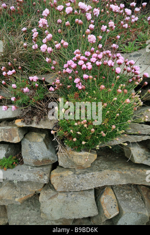 thrift (Armeria maritima ssp elongata) on a Irish stone wall Stock Photo