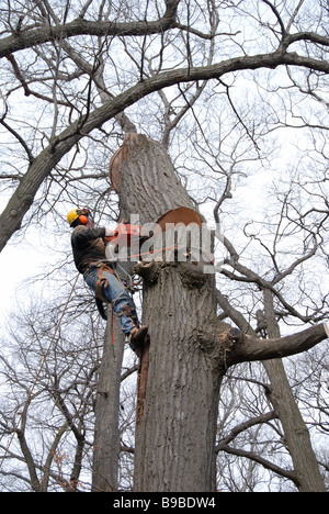 A Canadian tree surgeon lumberjack watches from a precarious position a log falling while cutting a diseased oak