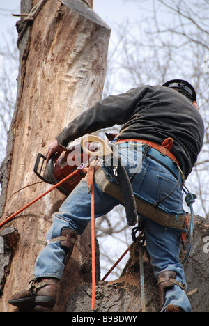 An professional urban aborist and  tree surgeon is secured on a tree to use a chainsaw to remove a large diseased oak tree in Toronto Ontario backyard Stock Photo