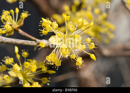 Asiatic Dogwood (cornus officinalis) flowering yellow blossoms before leaves in March in central Japan Stock Photo