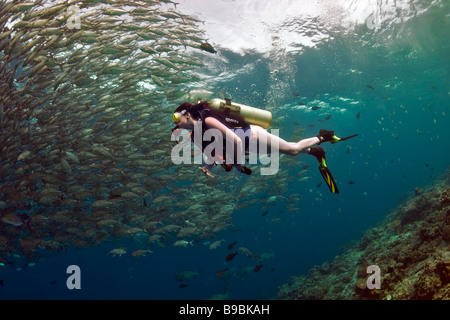 A scuba diving girl in a bikini swims beside a school of Bigeye Trevally jackfish in the warm waters at Barracuda Point, Sipadan Stock Photo