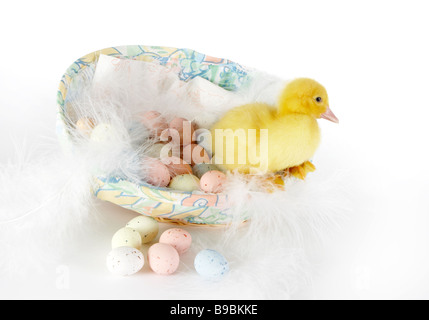 4 days old easter duckling on the edge of a basket with easter eggs Stock Photo