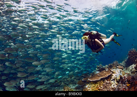 A scuba diving girl in a bikini swims beside a school of Bigeye Trevally jackfish in the warm waters at Barracuda Point, Sipadan Stock Photo