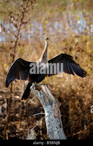 Female Anhinga at Circle B Bar Reserve Environmental Nature Center ...
