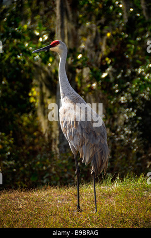 Sandhill Crane at Circle B Bar Reserve Environmental Nature Center Lakeland Florida Polk County U S Stock Photo