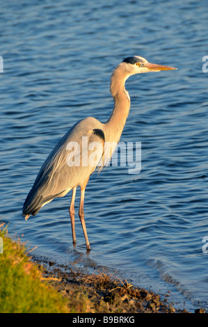 Circle B Bar Reserve Environmental Nature Center Lakeland Florida Polk County U S Stock Photo