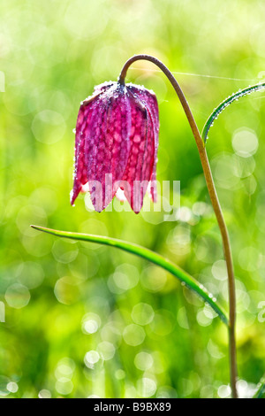 Early morning light makes the dewdrops sparkle on a snakeshead fritillary Fritillaria meleagris Stock Photo