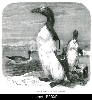 the great auk alca impennis The Great Auk, Pinguinus impennis, formerly of the genus Alca, is a bird that became extinct in the Stock Photo