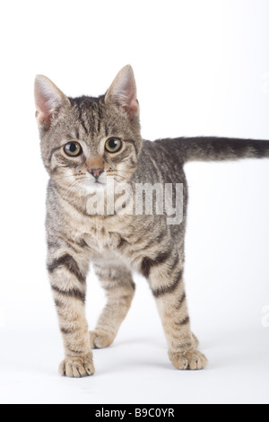 standing striped kitten isolated on white Stock Photo