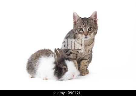 bunny and kitten isolated on white Stock Photo