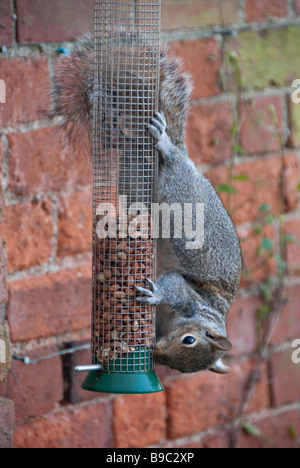 A grey squirrel (Sciurus carolinensis) stealing nuts from a birdfeeder, Wales, UK. Stock Photo