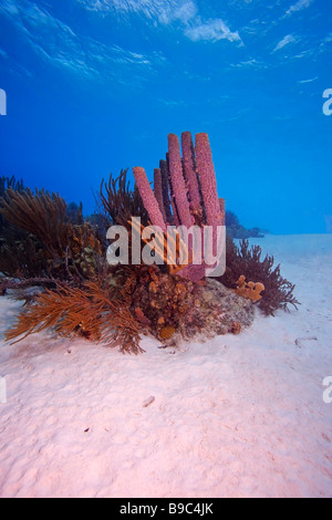 Stove pipe Sponge Aplysina archeri and Sea Rods Stock Photo