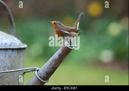 Robin perched on the spout of a metal watering can Stock Photo