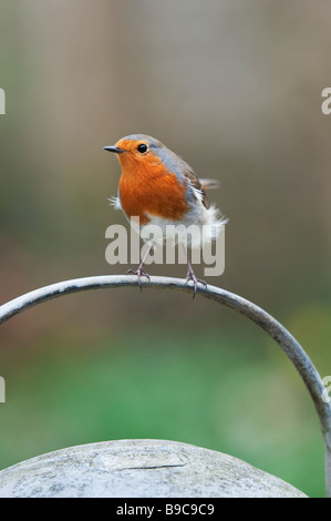 Robin perched on the handle of a metal watering can Stock Photo
