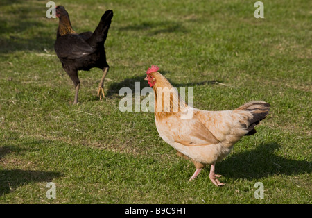 DOMESTIC CHICKENS UK Stock Photo