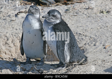 Juvenile African Penguins (Spheniscus demersus), also known as the Black-footed Penguin or Jackass Penguin Stock Photo
