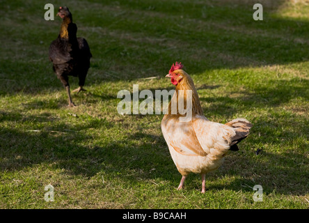 DOMESTIC CHICKENS UK Stock Photo