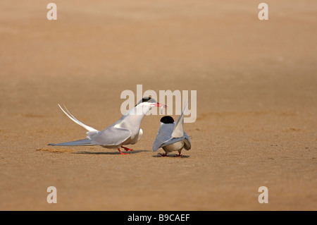 Arctic tern Sterna paradisaea pair courtship feeding Stock Photo