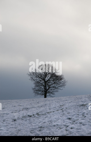 A lone oak tree in snow against a cloudy sky Stock Photo