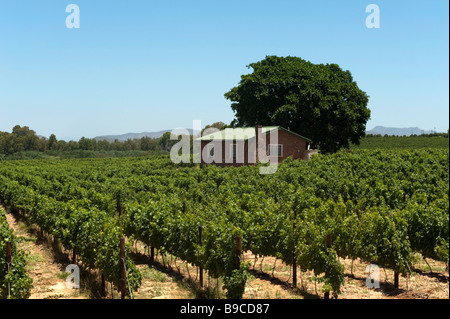 Close-up of grapes on a grapevine. Shot in South Africa Stock Photo
