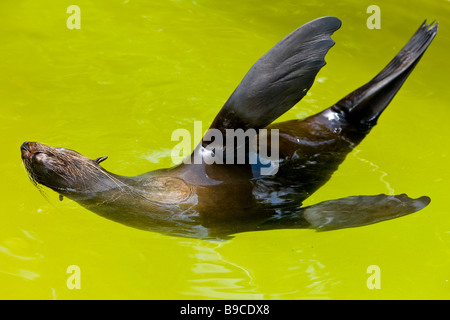 Brown Fur Seal or Cape Fur Seal or South African Fur Seal ( Arctocephalus pusillus ) Stock Photo