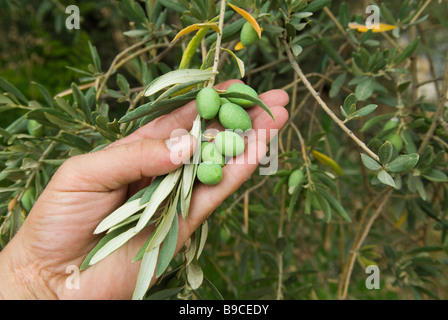 Hand checking unripe olive from olive tree Dalhoun Lebanon Middle East Asia Stock Photo