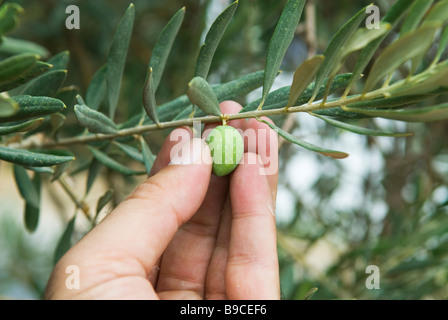 Hand picking unripe olive from olive tree Dalhoun Lebanon Middle East Asia Stock Photo