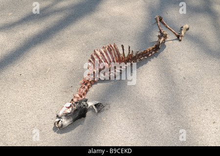 Someone or something has mostly eaten this sheep and then tossed it out into the middle of the road Stock Photo