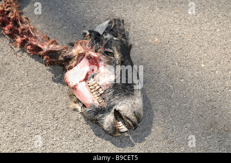 Someone or something has mostly eaten this sheep and then tossed it out into the middle of the road Stock Photo