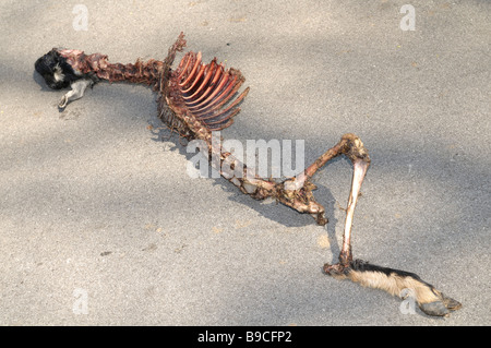 Someone or something has mostly eaten this sheep and then tossed it out into the middle of the road Stock Photo